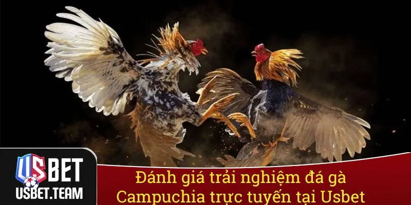 Đánh giá trải nghiệm đá gà Campuchia trực tuyến tại Usbet Đánh giá trải nghiệm đá gà Campuchia trực tuyến tại Usbet