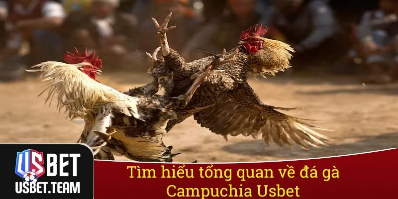 Tìm hiểu tổng quan về đá gà Campuchia Usbet Tìm hiểu tổng quan về đá gà Campuchia Usbet